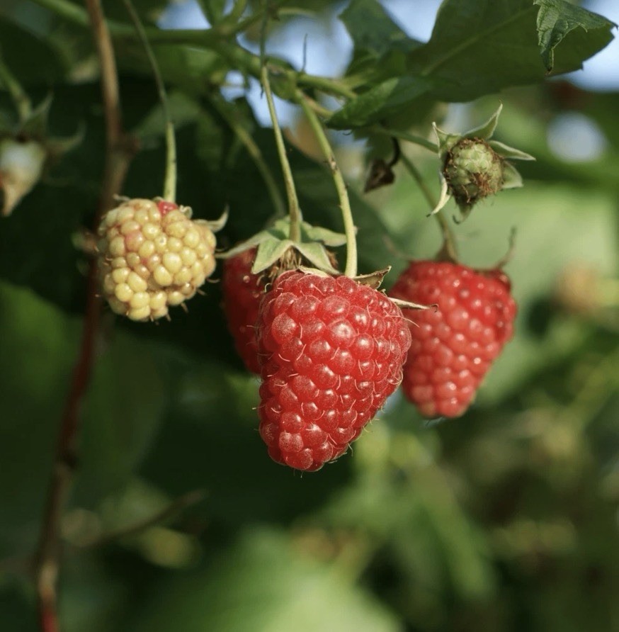 (3) Killarney Raspberry Canes – Bare Root Canes, 1-2-Year-Old Live Plant