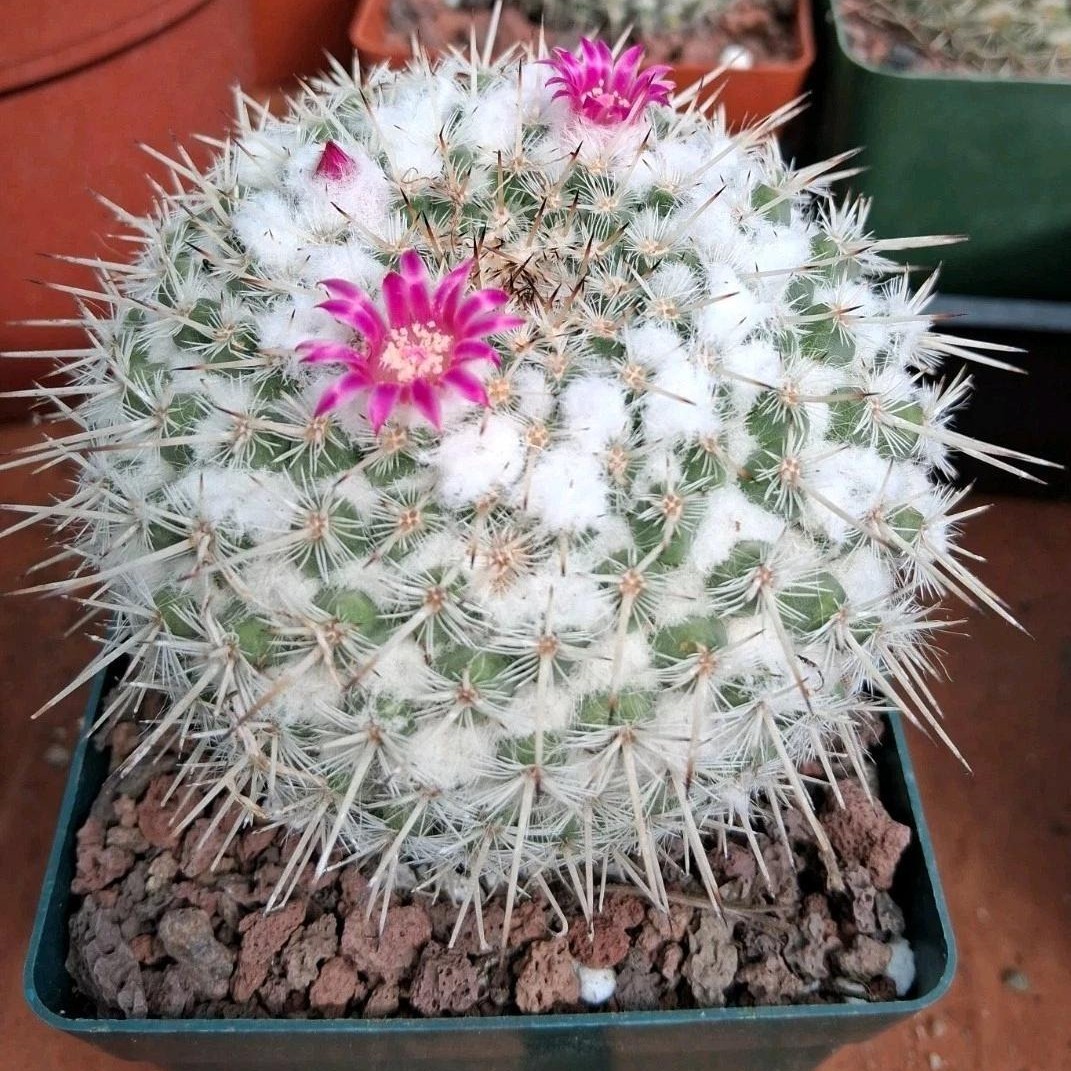 Mammillaria hahniana Old Lady Cactus Cactiand exotica Rare Succulent Plant