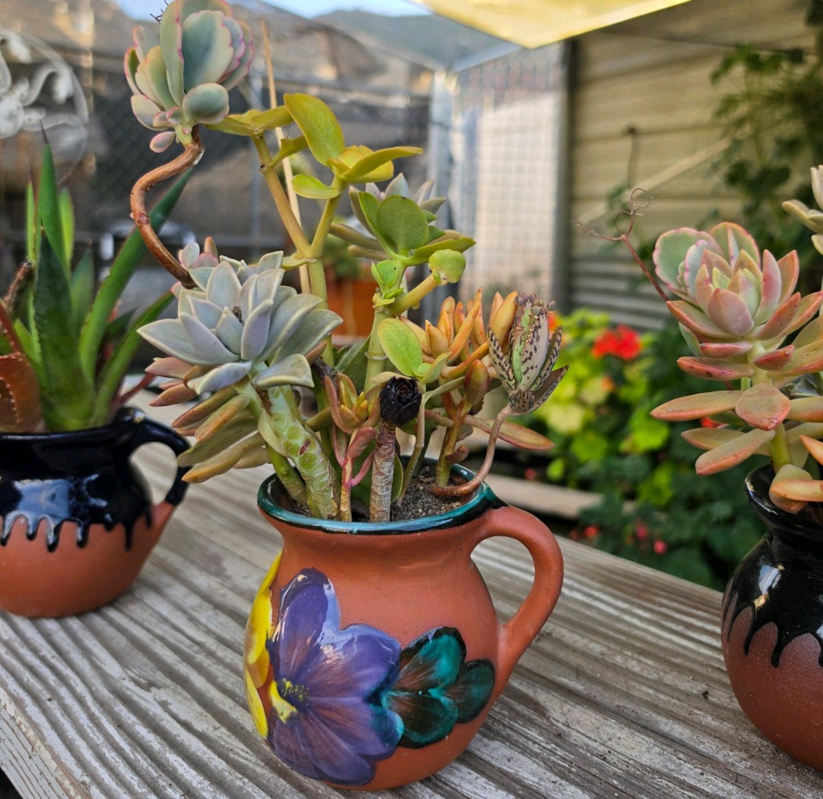 Set of 3 Live Succulent & Aloe Hand Painted Clay Pot Home Garden Decor RARE ART