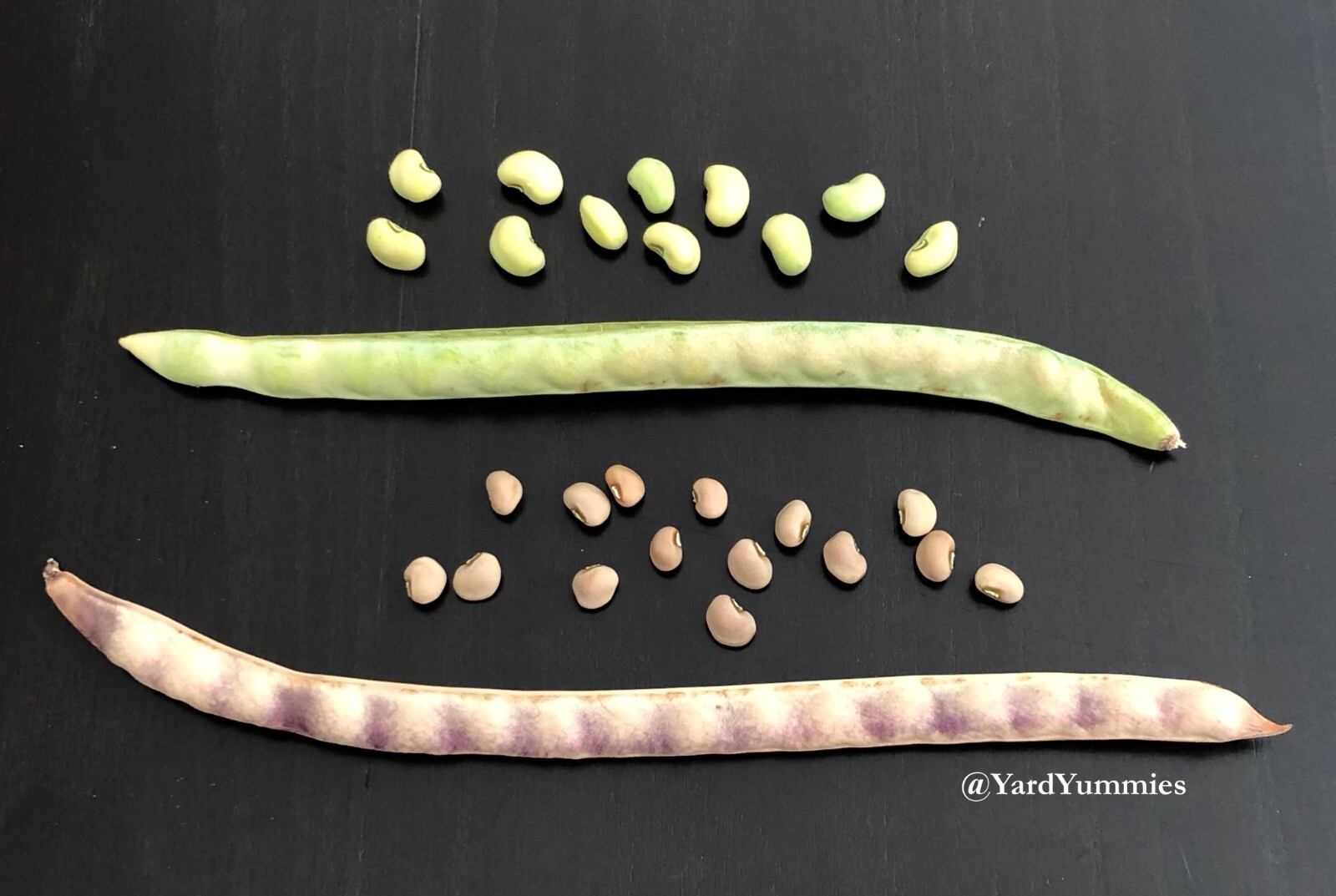 25 Mavuno Cowpea SEEDS Sprawling Cow pea Seeds Vigna unguiculata Cover Crop
