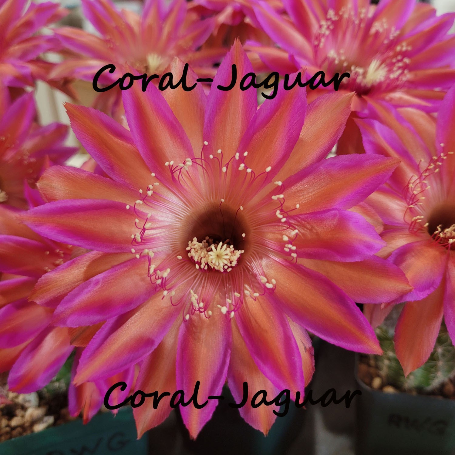 Raul Wallenberg Echinopsis German Hybrid Schick Cactus Rooted Plant – Succulent