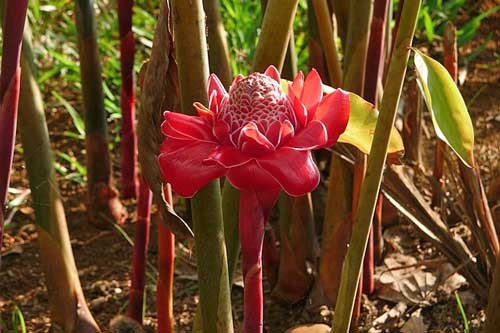 Etlingera elatior | Rose | Torch Lily | Ginger or Wax Flower | 10 Seeds