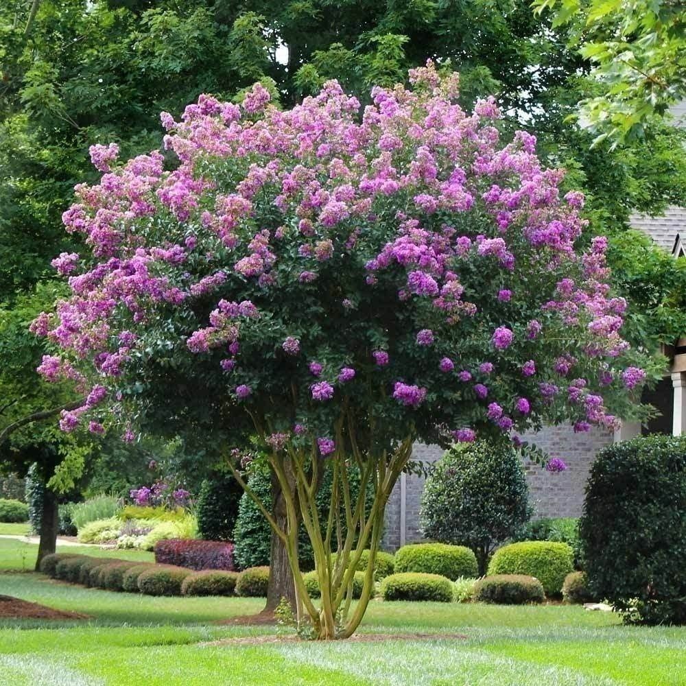 Crape Myrtle Muskogee | 2 Inch | Lagerstroemia Indica |Flowering Summer Blooms