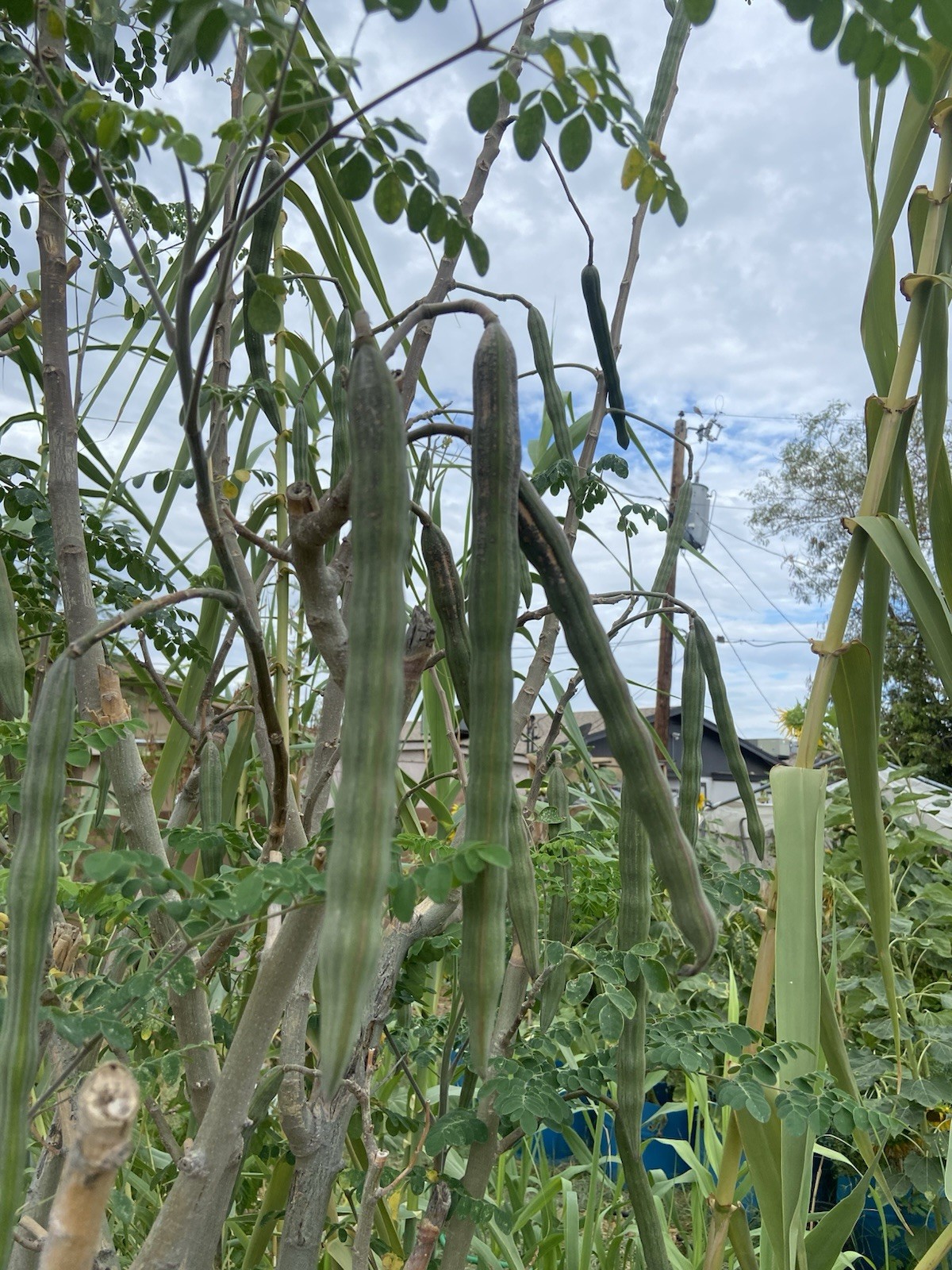 Moringa Oleifera Tree 5-10”. Live Plant 100% Organically Grown