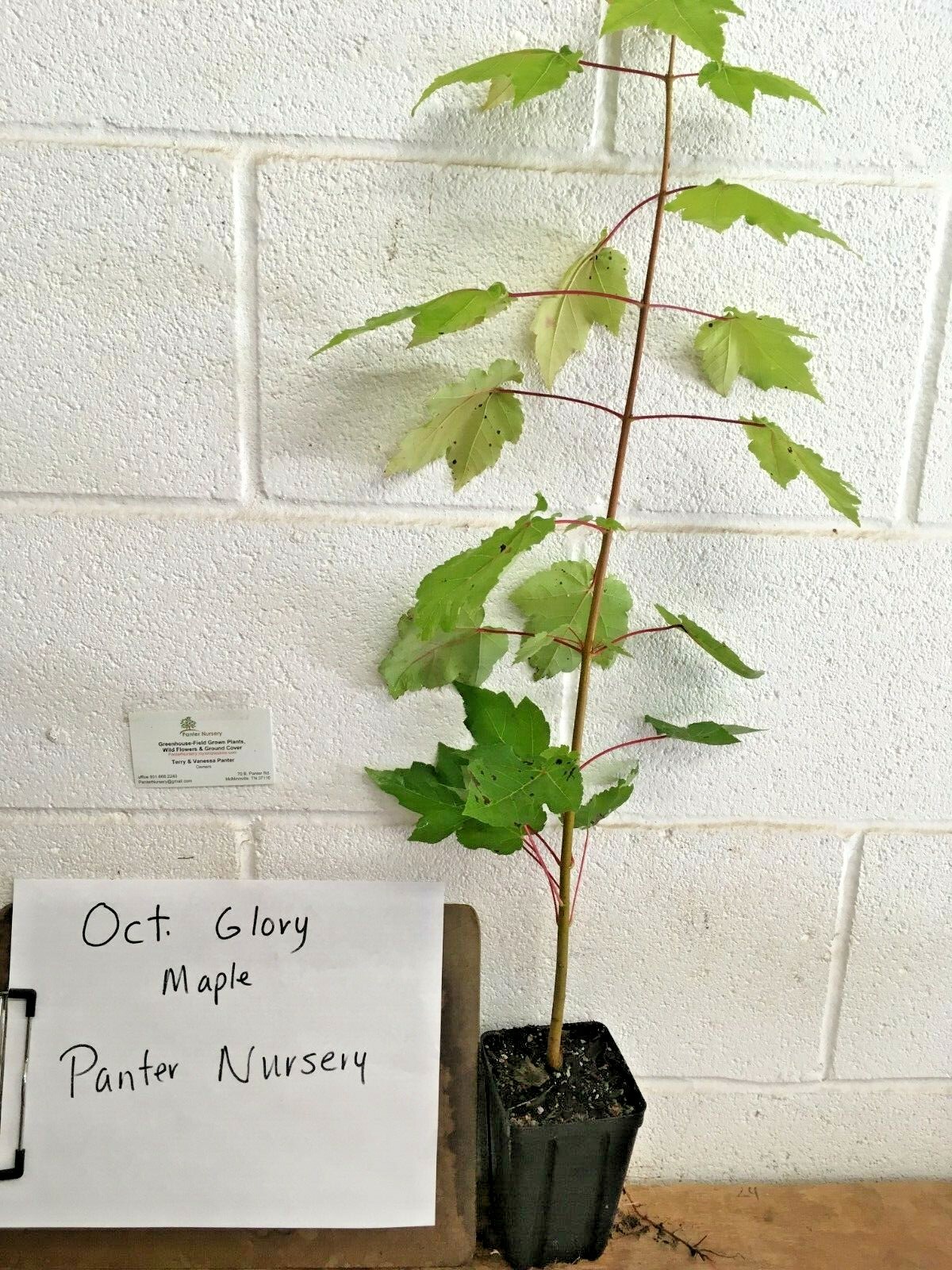 October Glory Maple quart pot