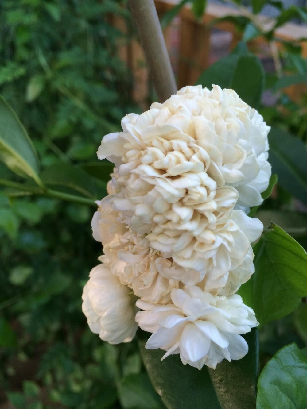 4″ Pot~Grand Duke of Tuscany Jasmine~Jasminum Sambac~Extremely Fragrant!