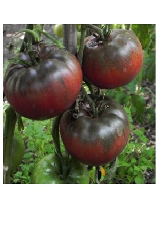 Black from Tula Tomato Seeds 30, 200, 1000 Rare purple Russian Fresh Heirloom