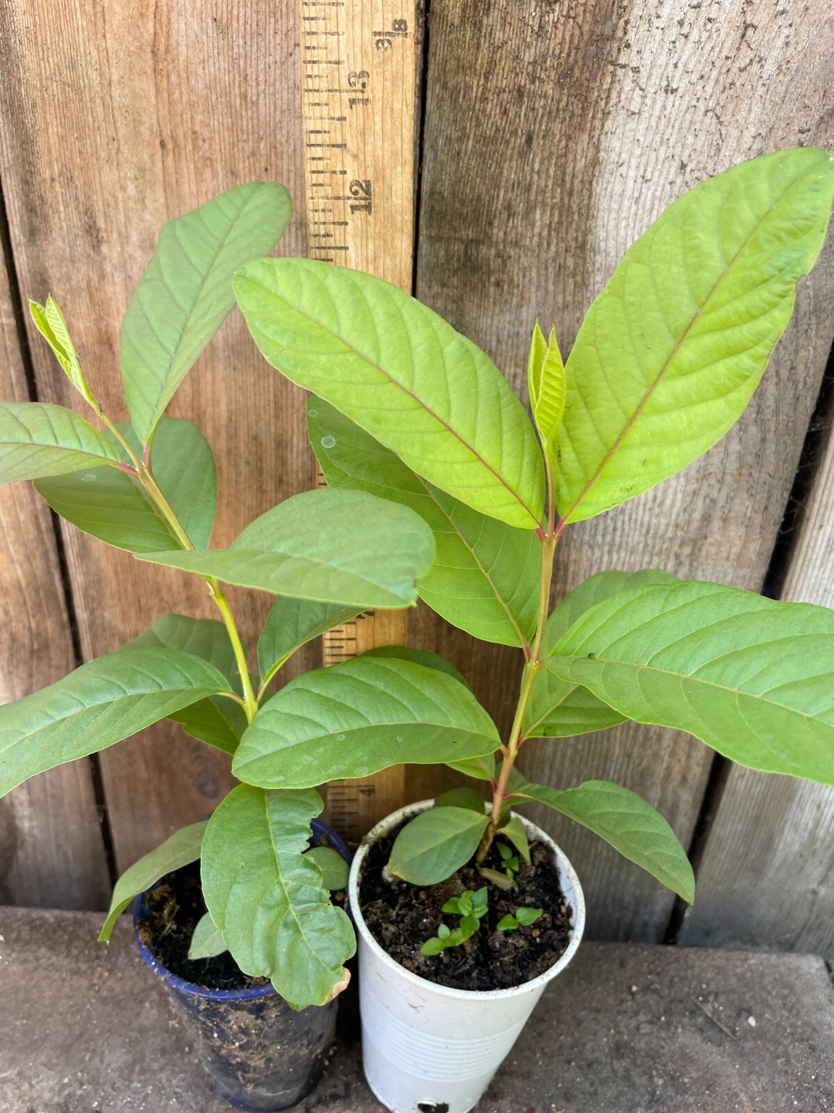 1 Sweet Ruby Supreme Big Fruit Guava Starter Tree, Psidium guajava Tree App 50″