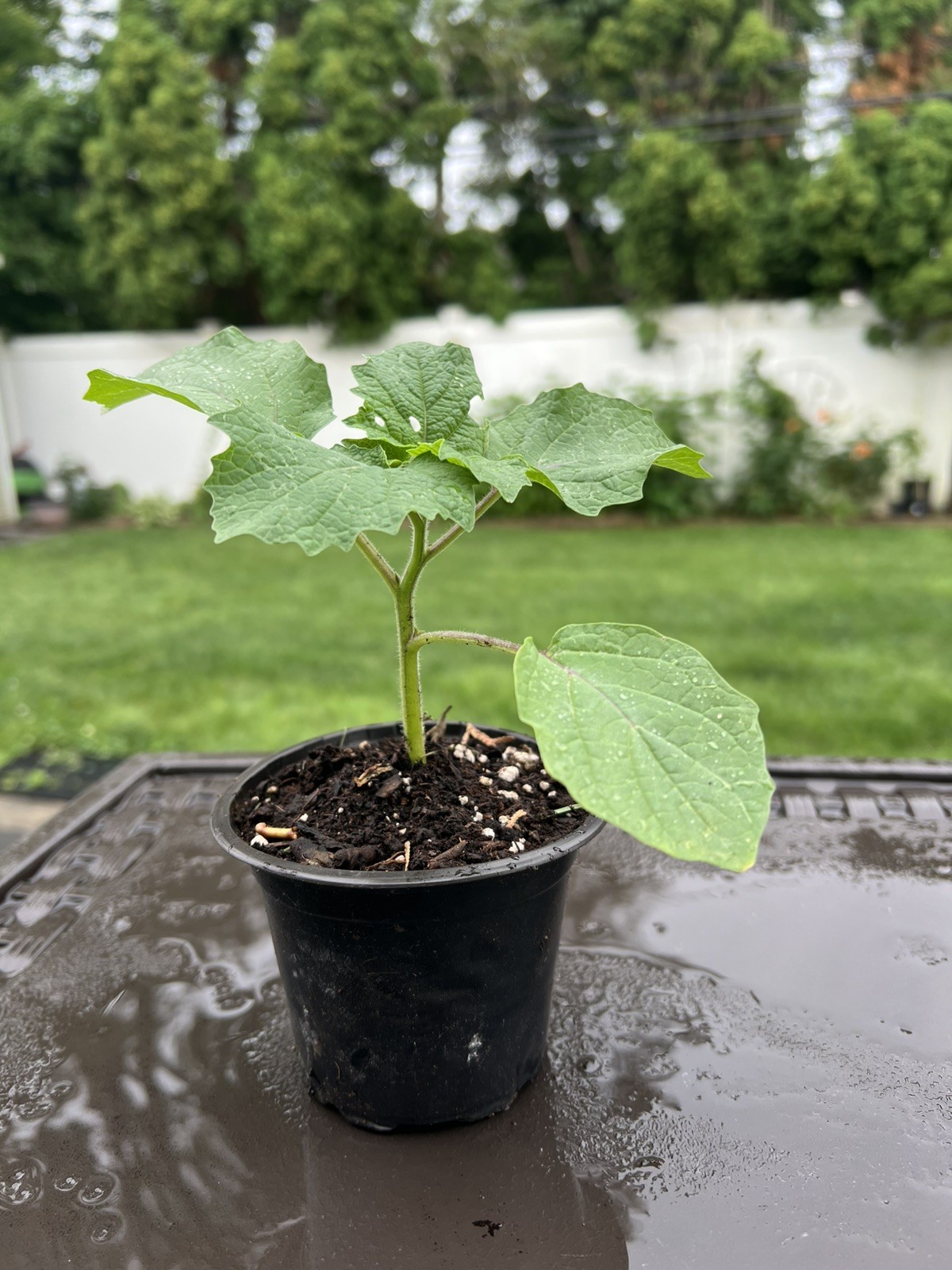 Cape Gooseberry Golden berry Live Plants 4”pot Edible Fruit Plant for Garden