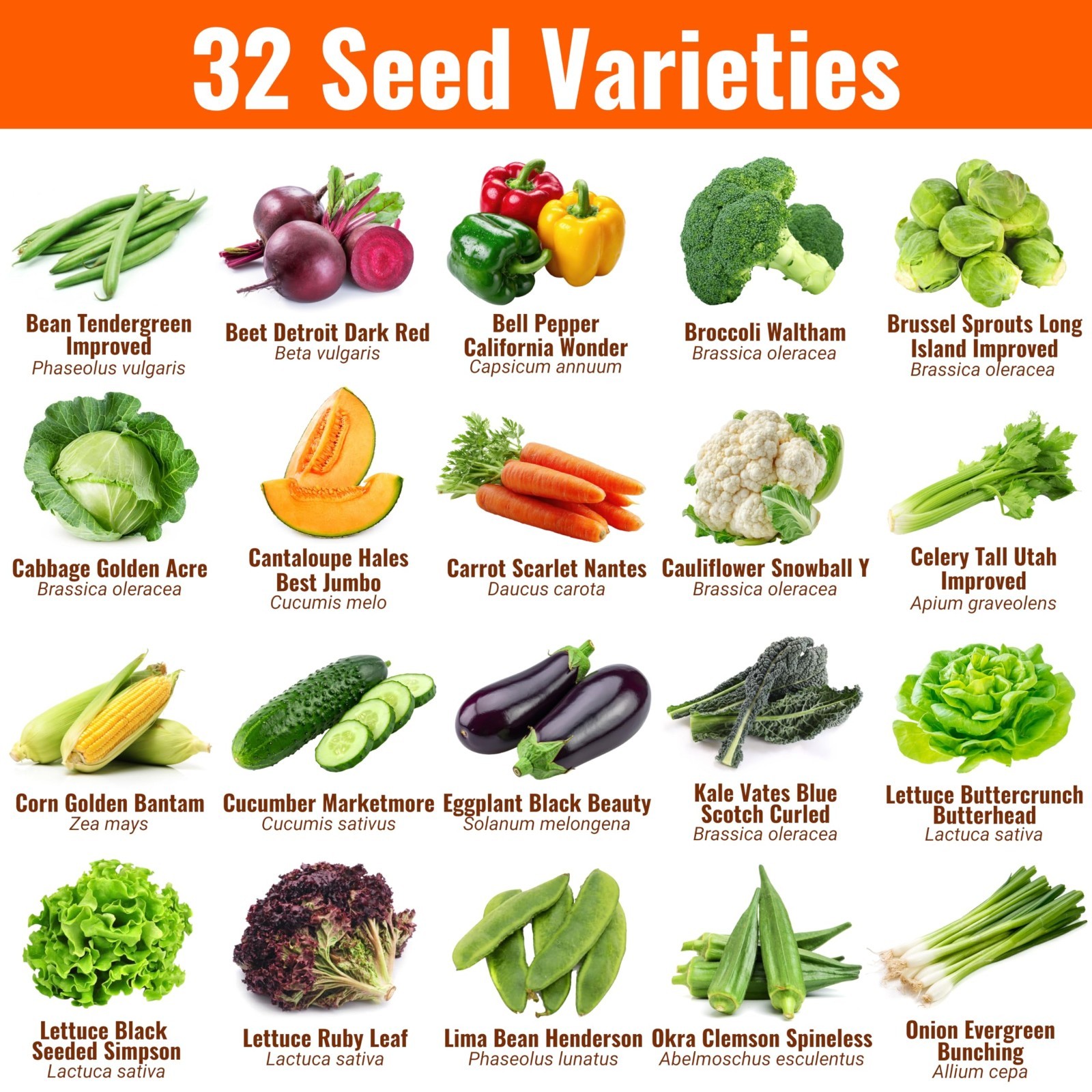 15,000 Heirloom Seeds – 32 Varieties | Non-GMO Survival Seeds for Indoor & Outdo