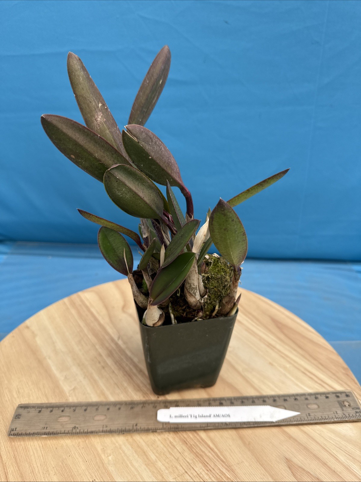 Cattleya milleri ‘Big Island’ AM/AOS Red Orange Species Orchid Eros 4” Pot