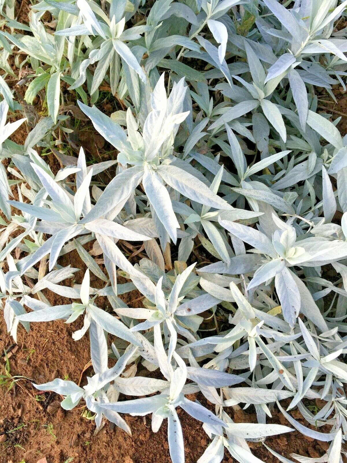 301+PRAIRIE SAGE Flower seeds White Sagebrush Perennial Native Wildflower smudge