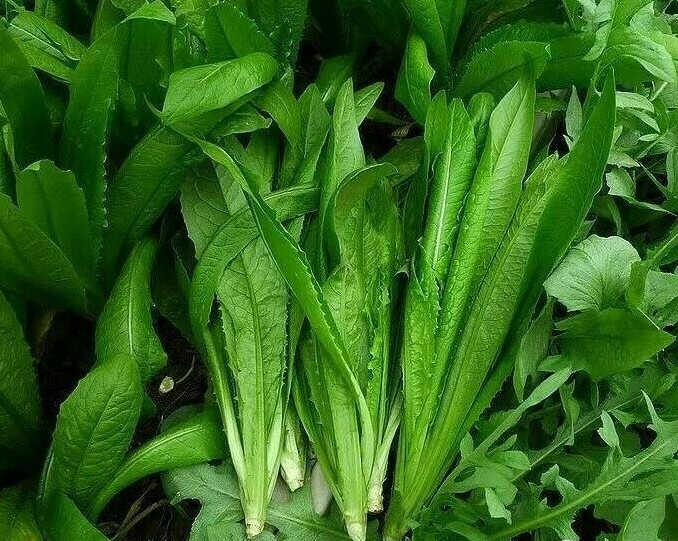 RARE✿ Heirloom You Mai Choy/Yau Mak Choi/Phoenix Tail Lettuce 50+ Seeds