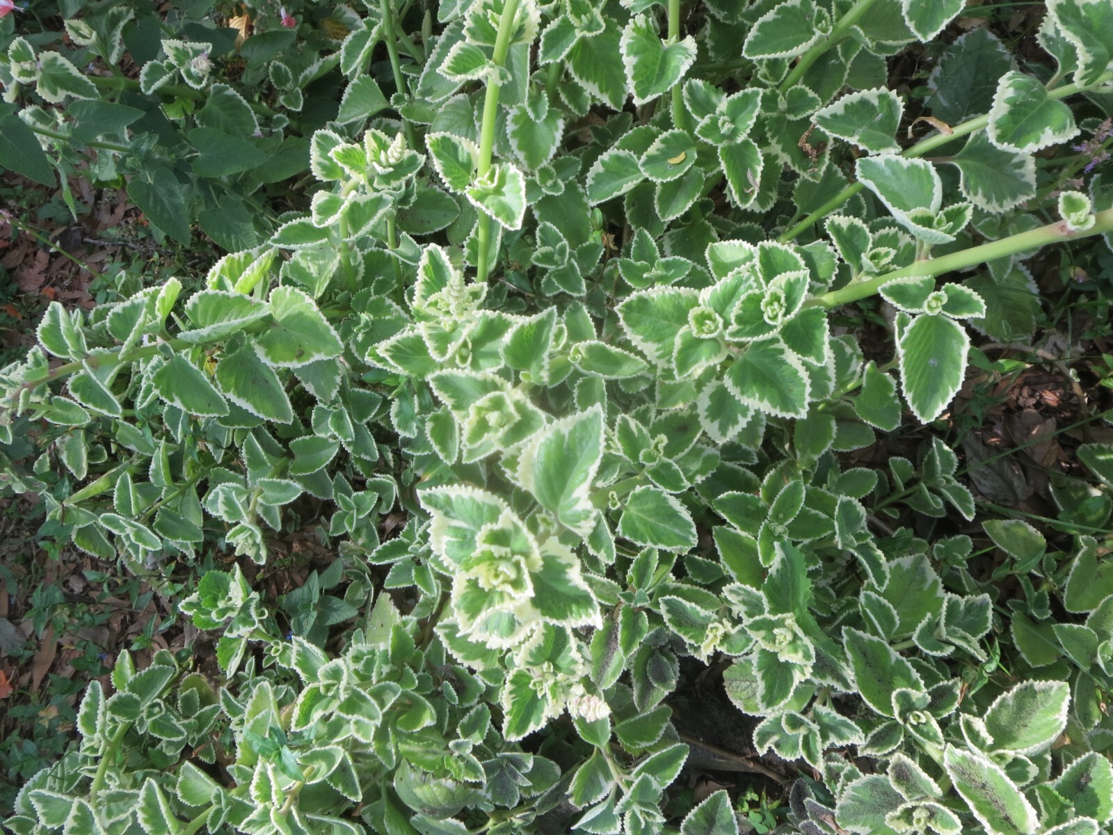 Variegated Cuban Oregano PLECTRANTHUS AMBOINICUS Herb 5 Fresh Unrooted Cuttings
