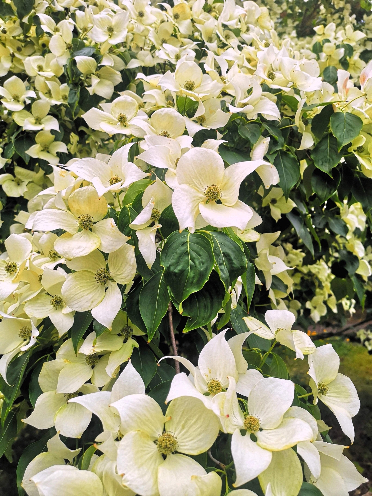 20 HIMALAYAN DOGWOOD / STRAWBERRY Tree White & Pink Flower Red Fruit Seeds
