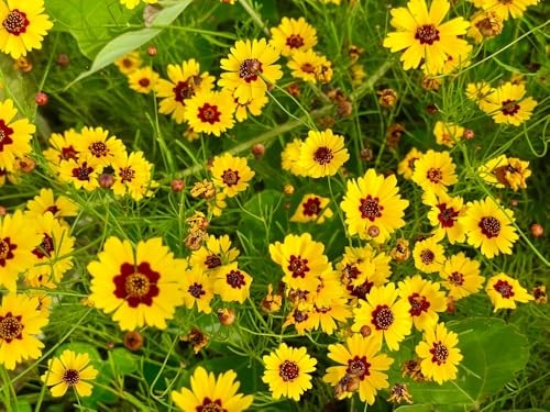 Semi-Dwarf Plains Yellow Coreopsis Flower Seeds (Coreopsis tinctoria) – 1500+
