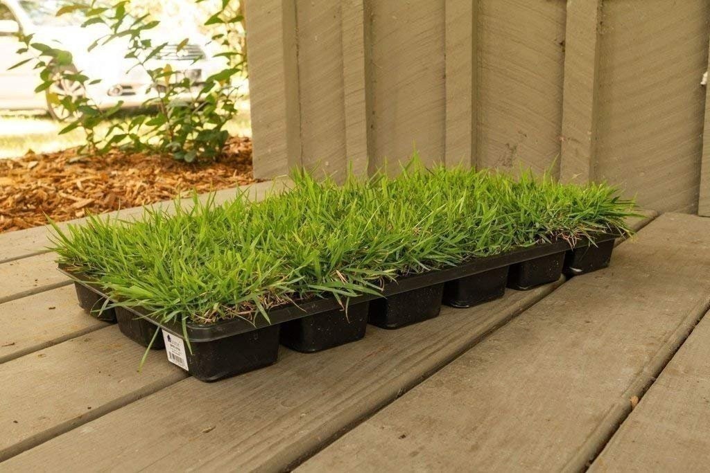 Zoysia | Sod Plugs | Zoysia japonica | Low Maintenance | Hardy | Landscape Plant