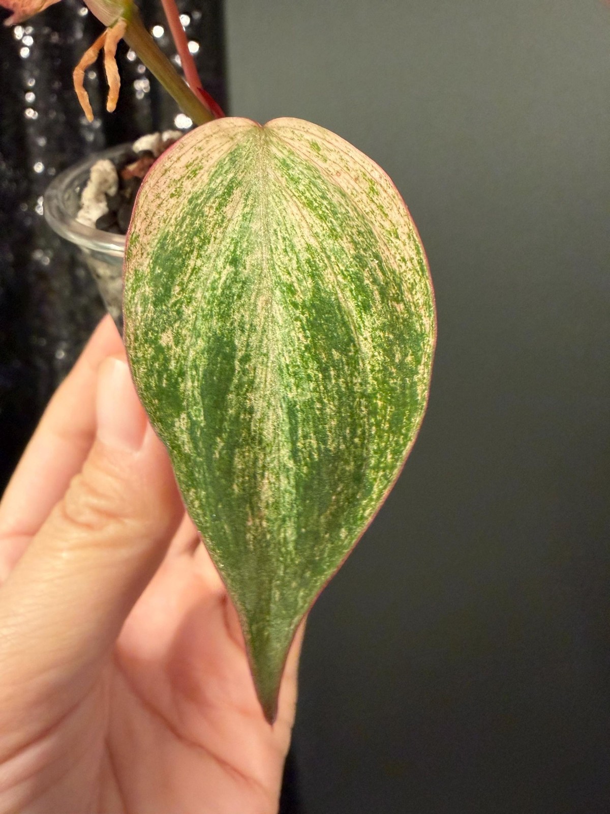 Philodendron Galaxy Dusty Pink Mint Micans, Rooted Top Cutting, US Seller