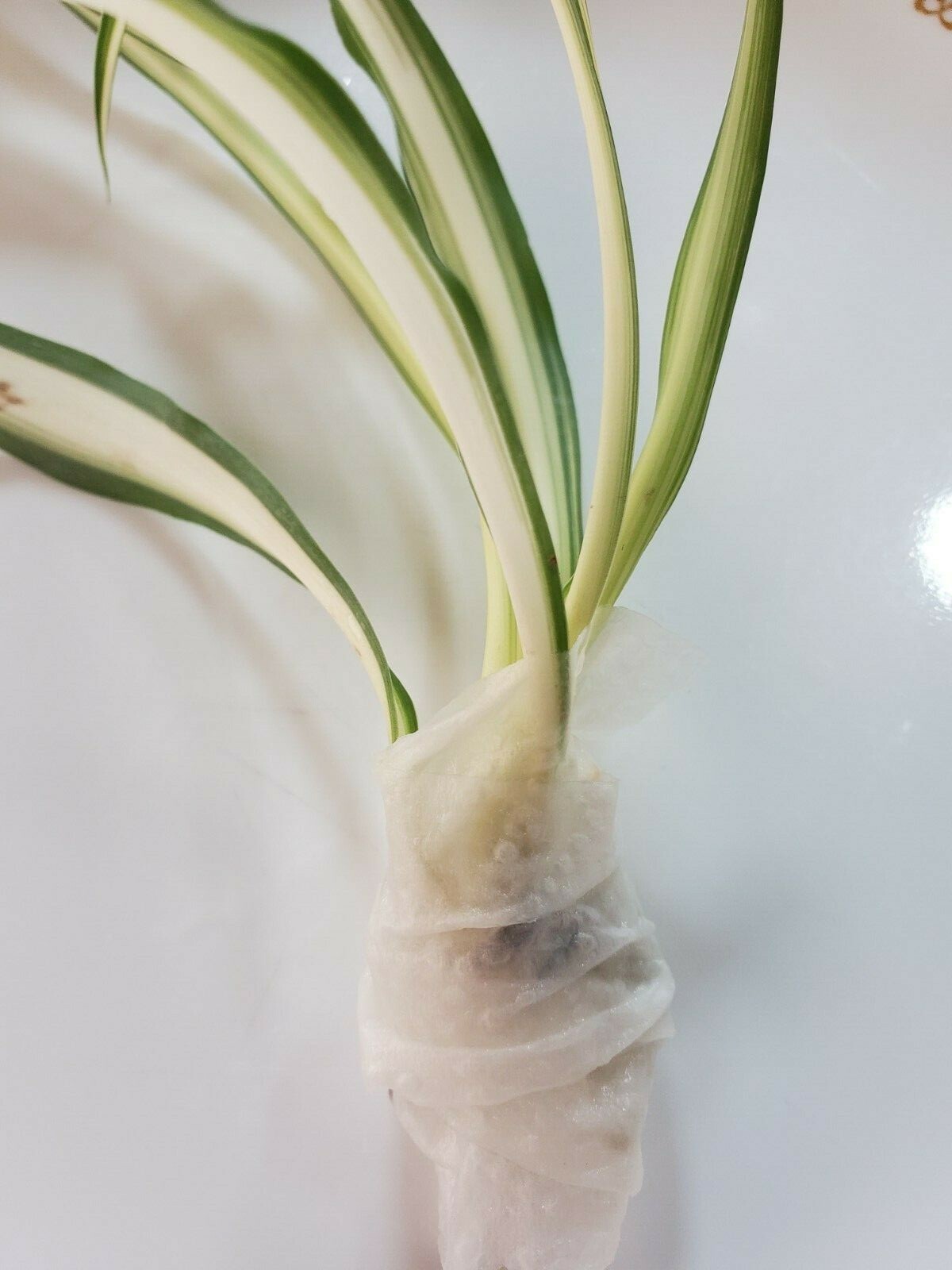 3 Spider Airplane Plants Rooted Starts / Variegated / Live Plants