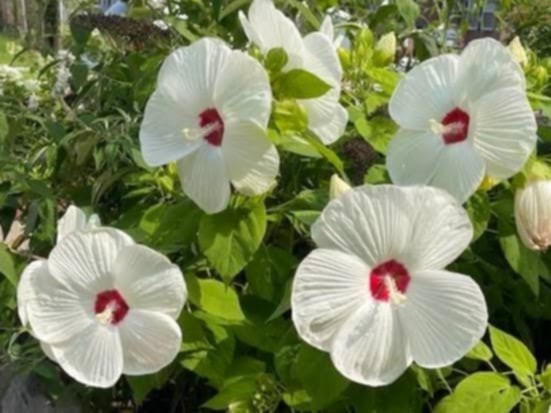 Hibiscus Seeds (50+ Count)