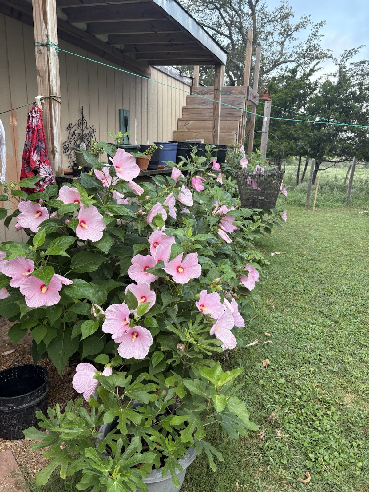 100+ Mixed Pink & White Hibiscus Moscheutos Rose Mallow seeds Free US shipping!