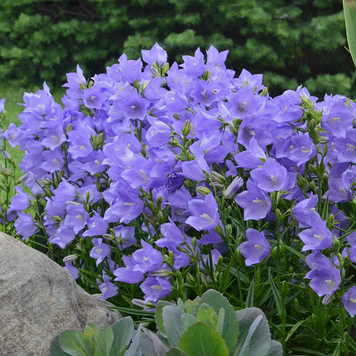 sun campanula TAIKON BLUE Bellflower hardy perennial = 1 Potted Garden Plant