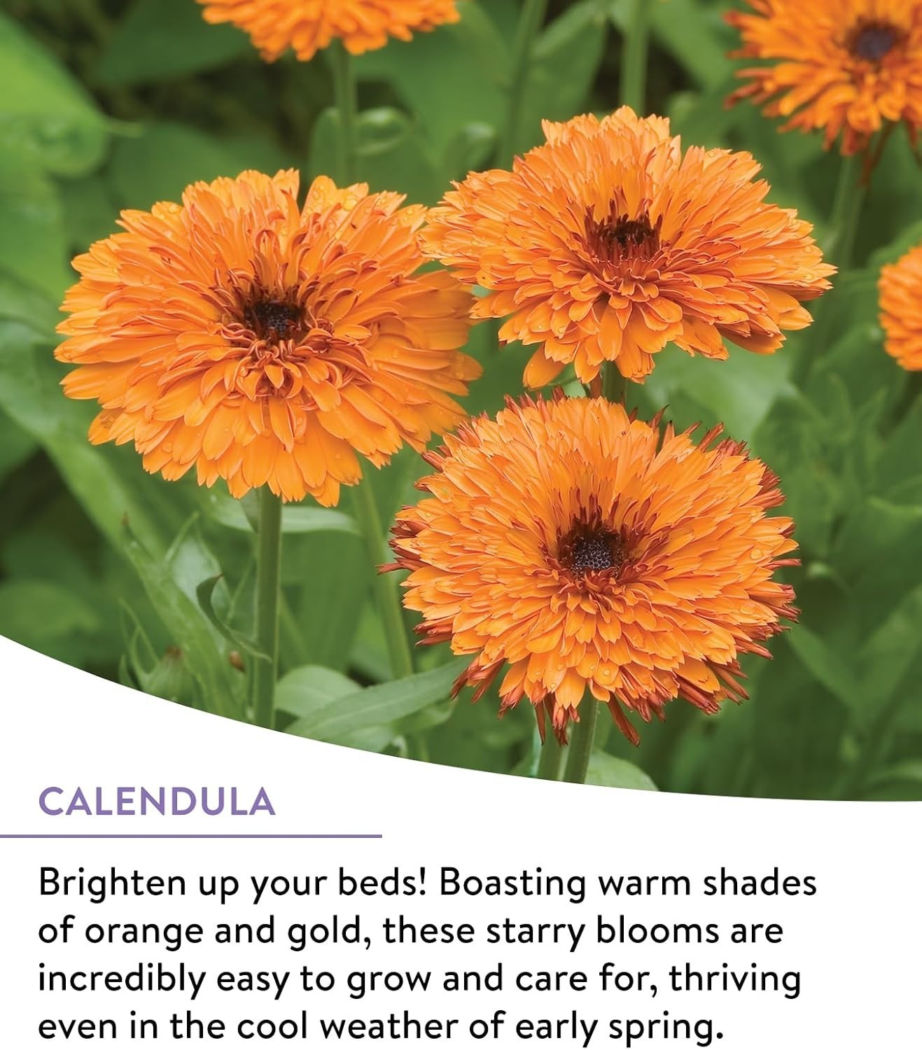 Heirloom Wildflowers Mix – 25,000 Non-GMO Seeds for Pollinators | Spring to Fall