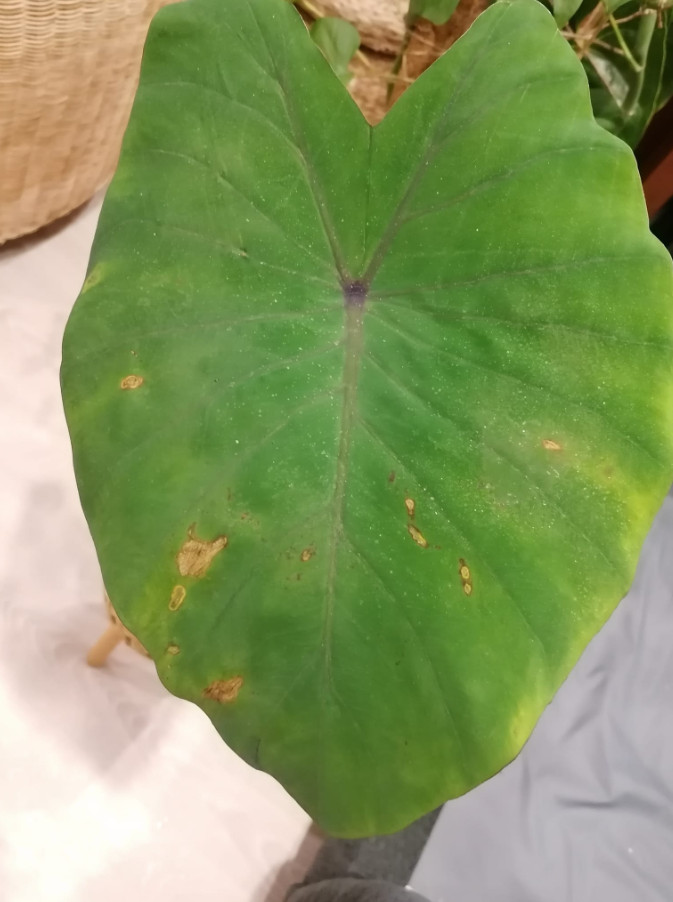 Hawaiian Punch Colocasia – 1 Live Plant – 3in Pot – Ships Without Pot