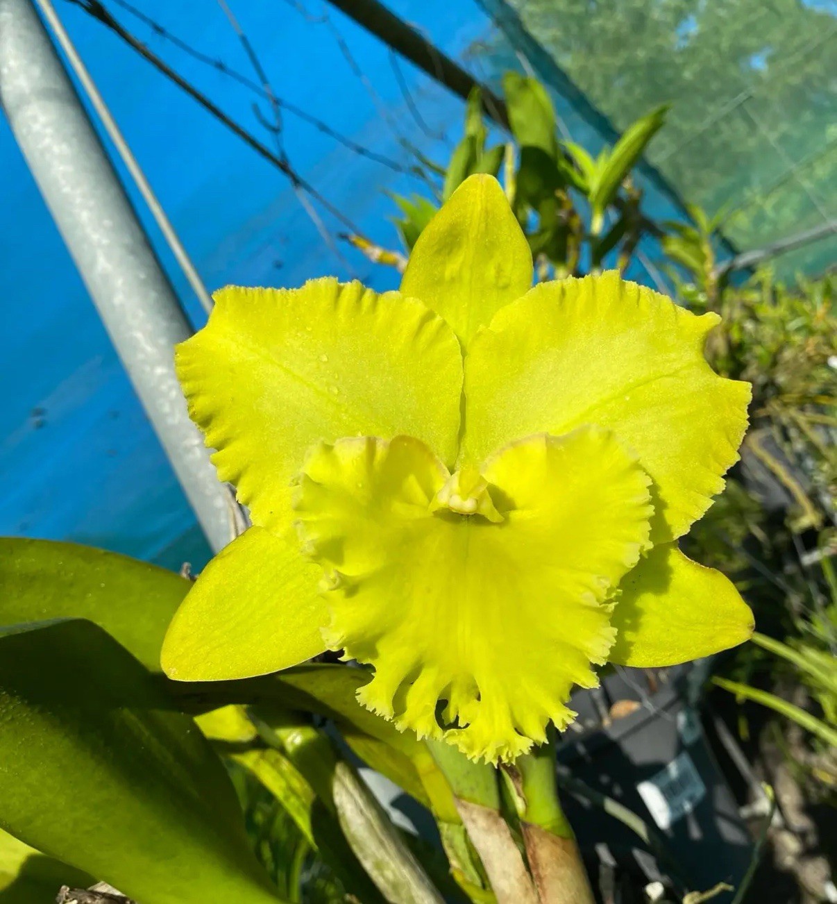 Pry. Orchidom Green Glade X Rlc Karen’s Sunrise Fragrant BS Orchid Eros 4” Pot