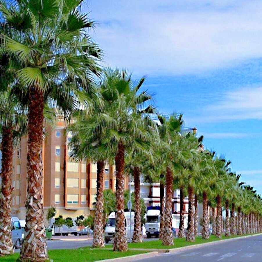 10 Mexican Fan Palm Tree Seeds (Washingtonia robusta) Tropical Cold Hardy Plant
