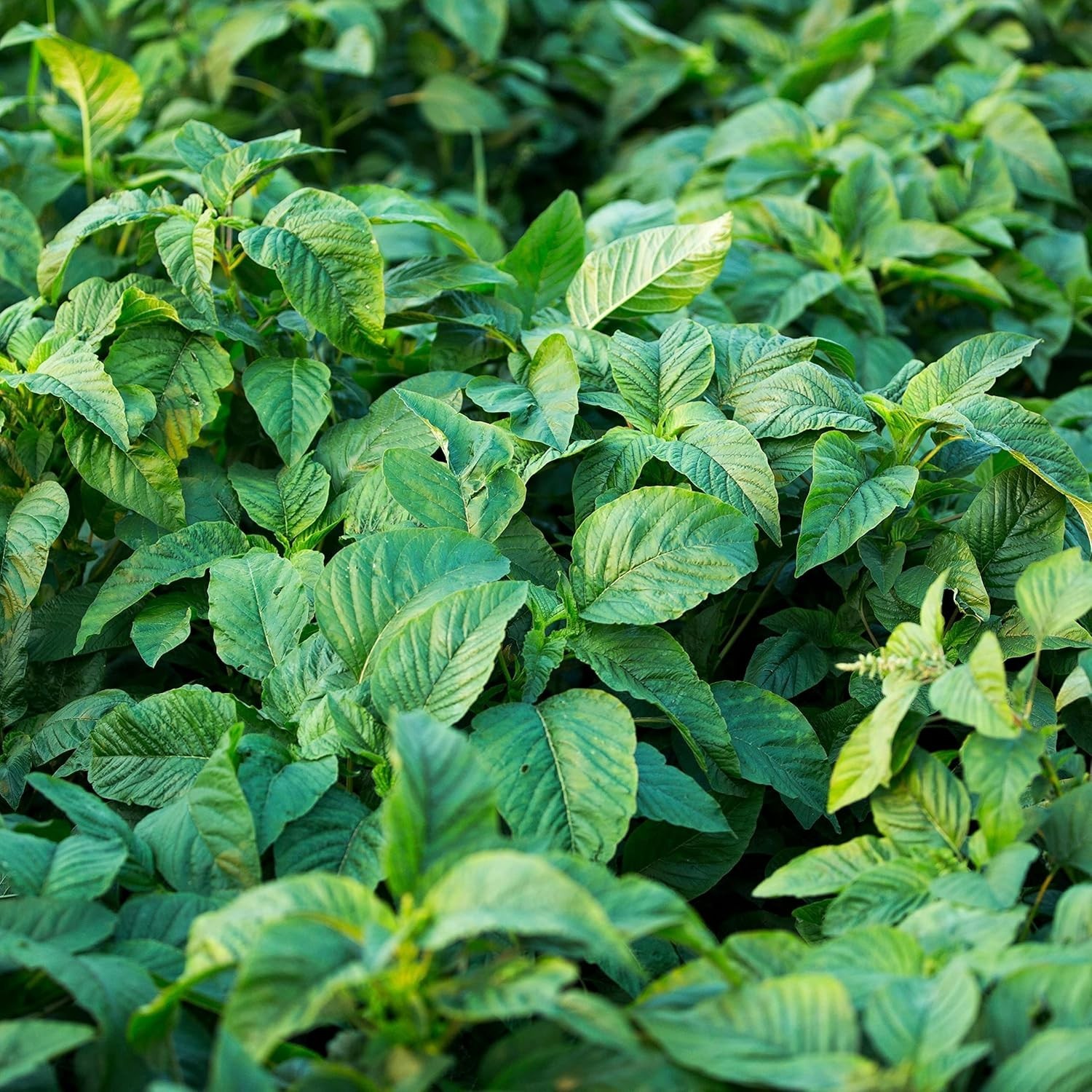 Jamaican CALLALOO,500 Seeds amaranth, Used in,West Indian & Asian Cuisines