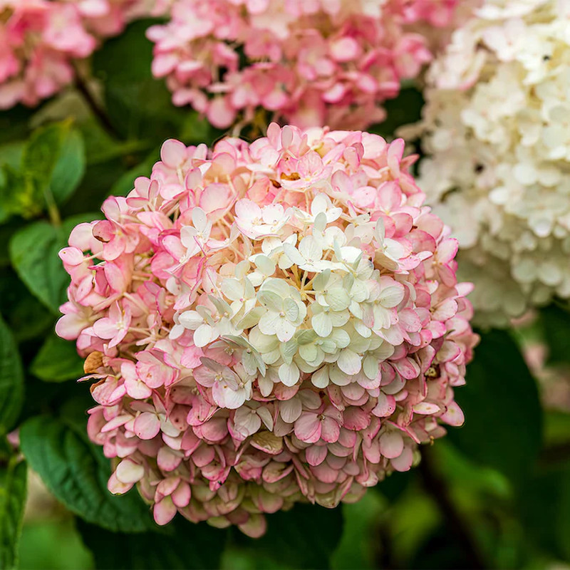 Little Lime Punch Hydrangea Flowering Shrub in 3 -Gallon Pot 1.0 -Pack with Mult