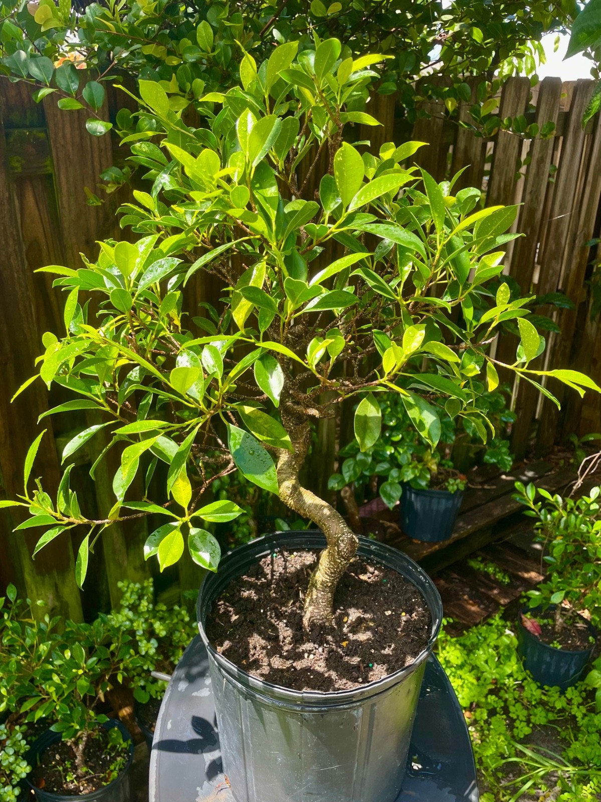 Tigerbark Ficus Bonsai Tree aerial roots 10 years Ariel roots on trunk