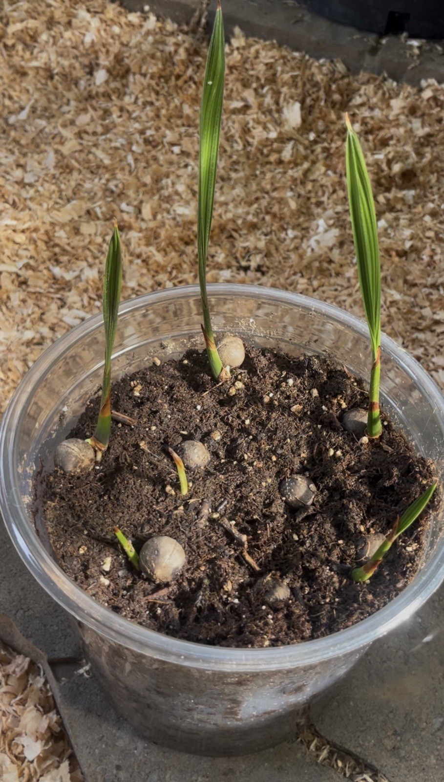 LIVE – Jubaea Chilensis Seedling – Cold Hardy 5F – Snow/Ice Resilient -Rare Palm