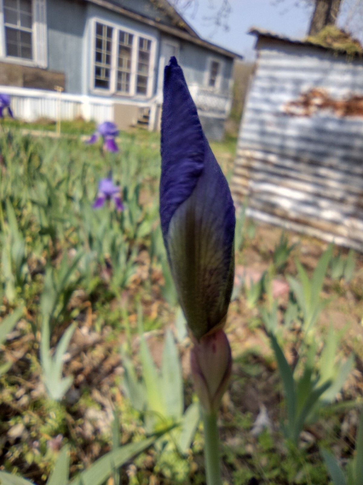 7x MIXED VARIETIES/COLORS IRIS BULBS RHIZOMES Fresh