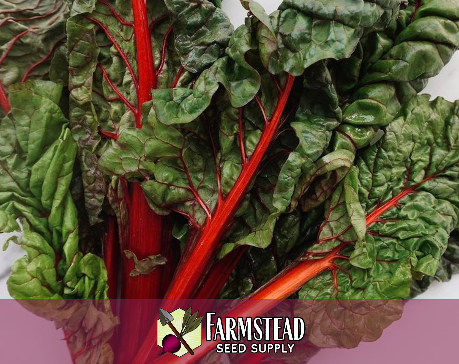 400+ Swiss Chard Seeds [Rhubarb] Vegetable Gardening Heirloom, Non-GMO, USA