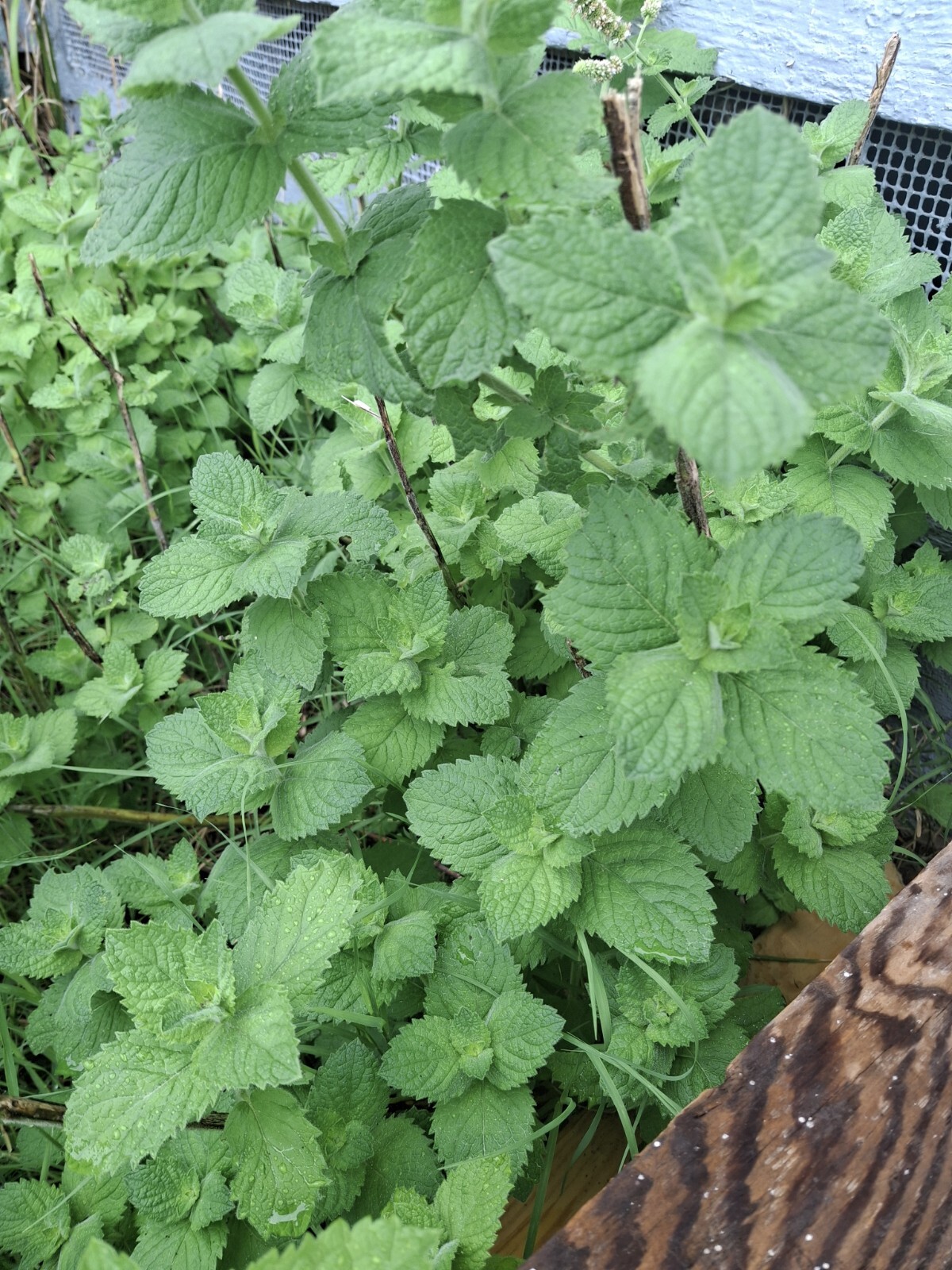 6 Live Rooted Plant Cuttings-Spearmint Mint (Mentha spicata) Virginia Grown USA