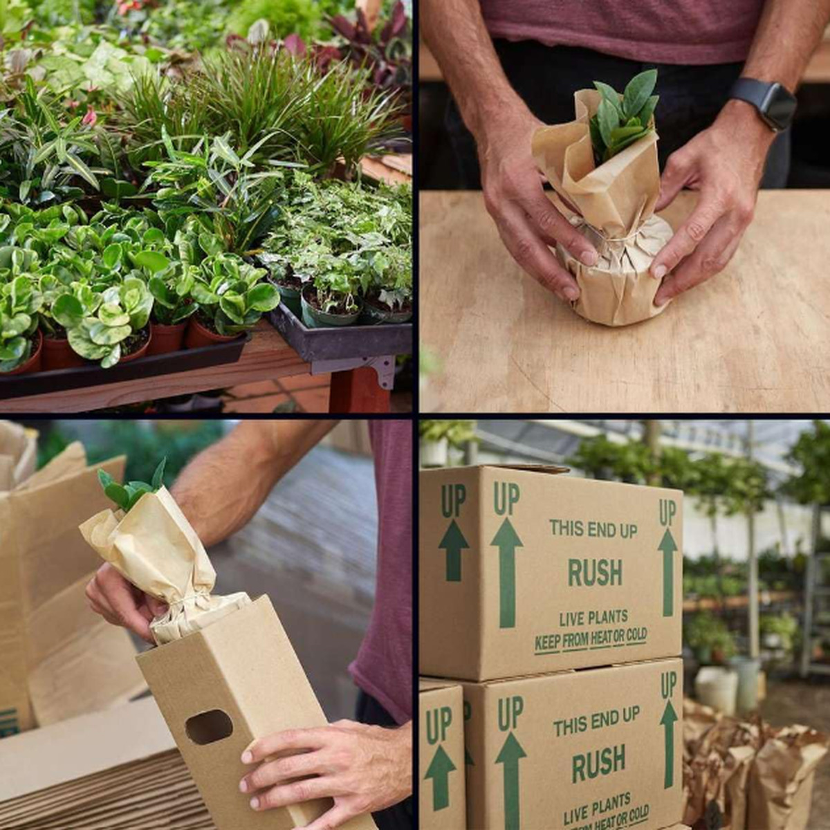 1 Pet Friendly Monthly Subscription Box | Live Plant for Indoor & Outdoor