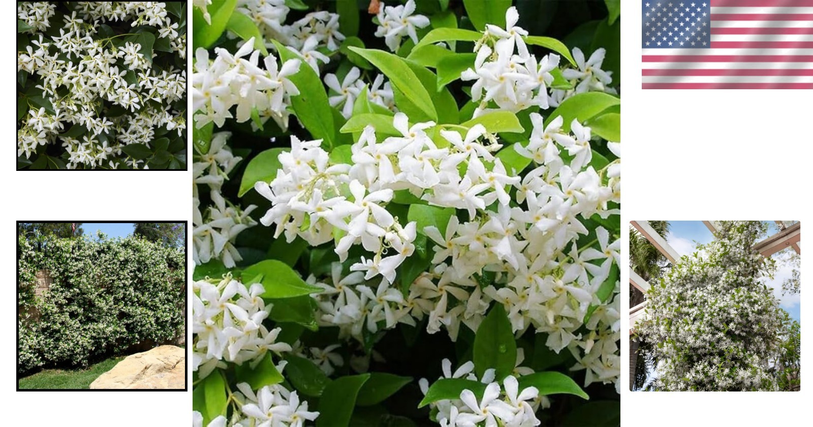 100+ Climbing Jasmine Flower Seeds Fragrant Plant for Planting Garden Home Four