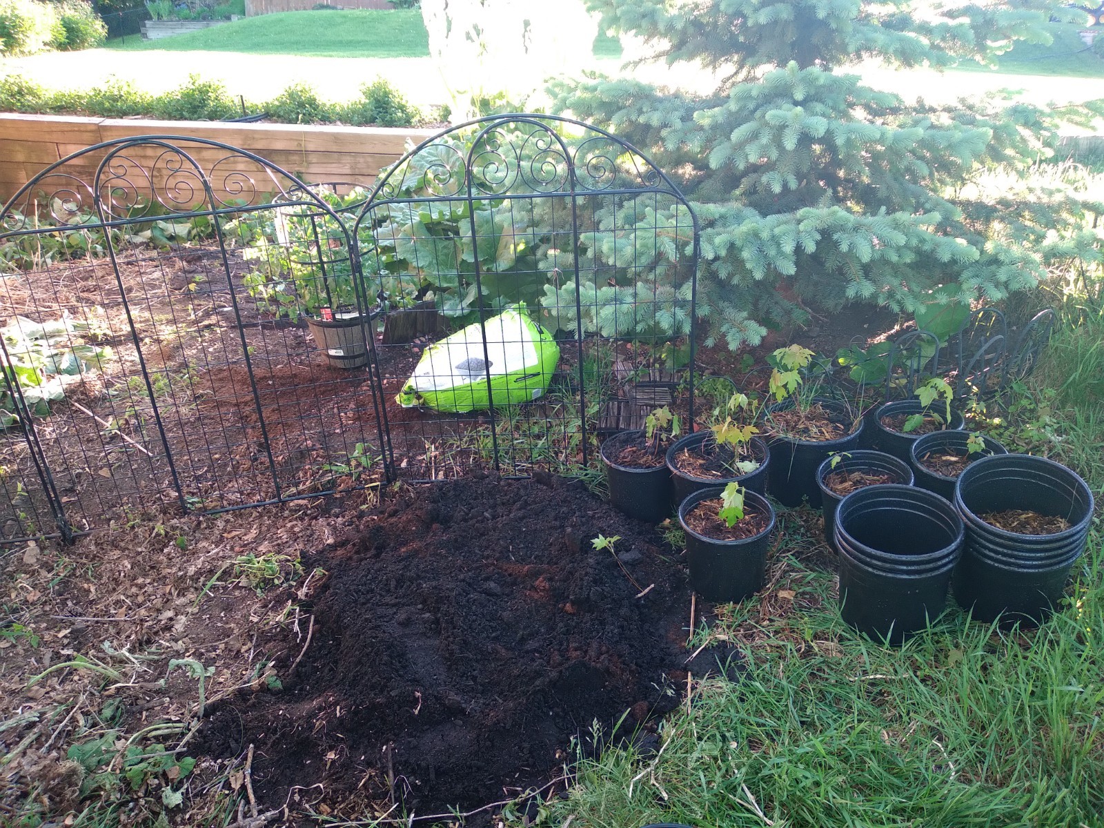 8 Live Sugar Maple Seedlings (1‑Year‑Old) – 8–16” Tall – 120‑Year‑Old farm site
