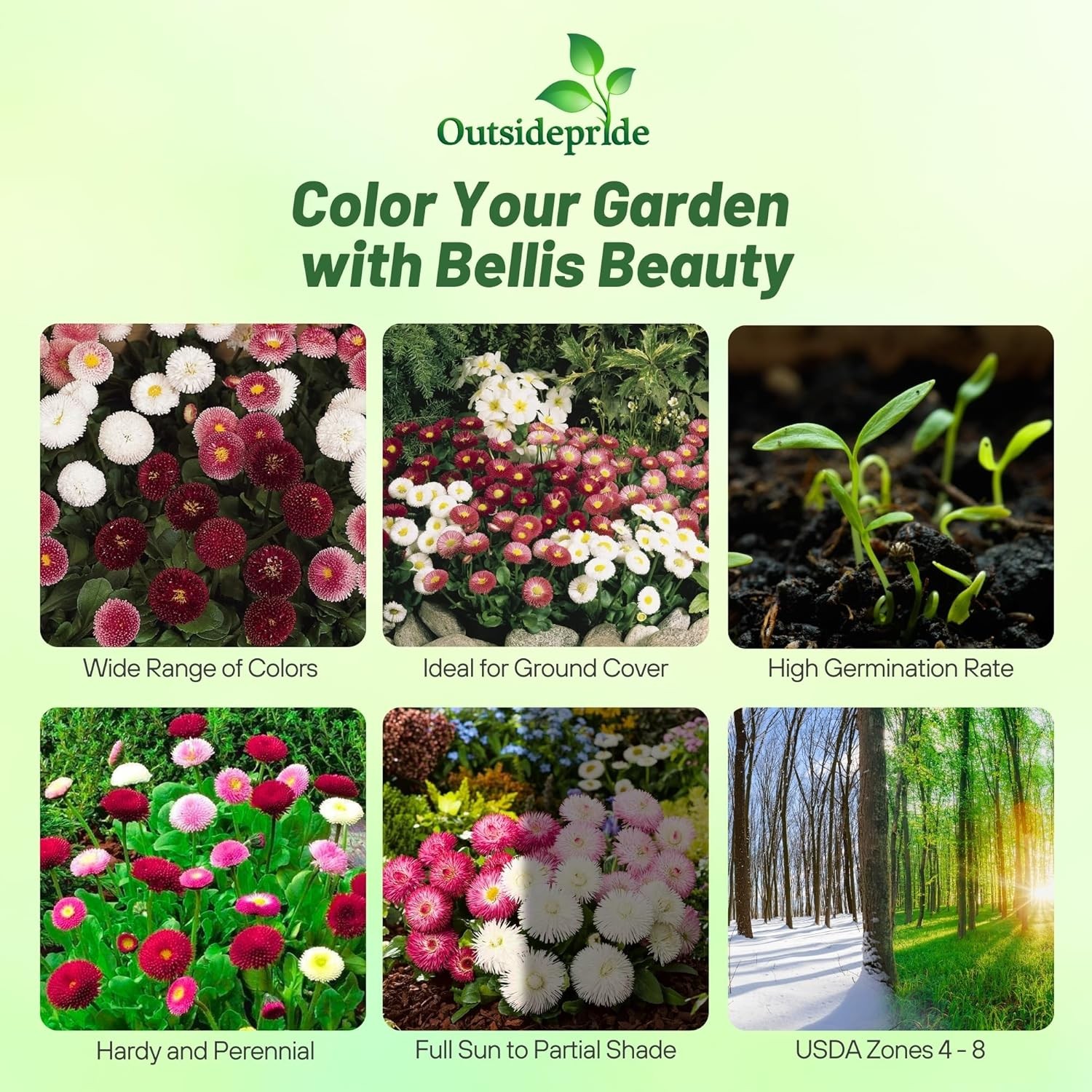 10000 Seeds English Daisy Seeds – Bellis Perennis Mix Flower Seed