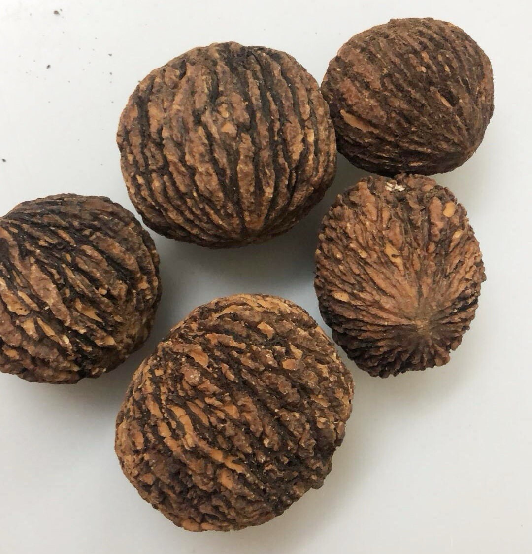 20 Dehusked Black Walnuts (Juglans Nigra) Float Tested 2024 Native