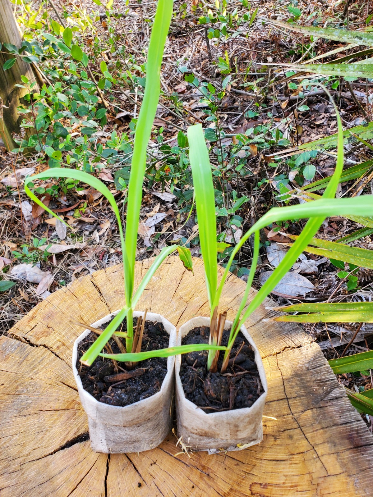 Thai Lemongrass Plants (Cymbopogon citratus) – Culinary Variety- Beyond Organic