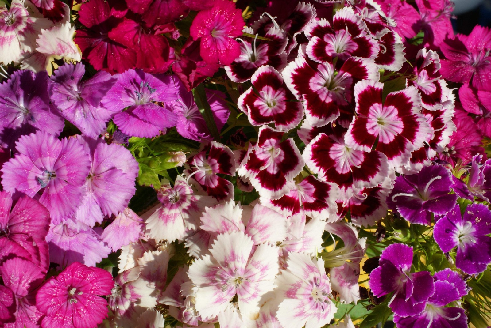 100 WEE Willie Dwarf SWEET WILLIAM Mixed Colors Dianthus Barbatus Flower Seeds