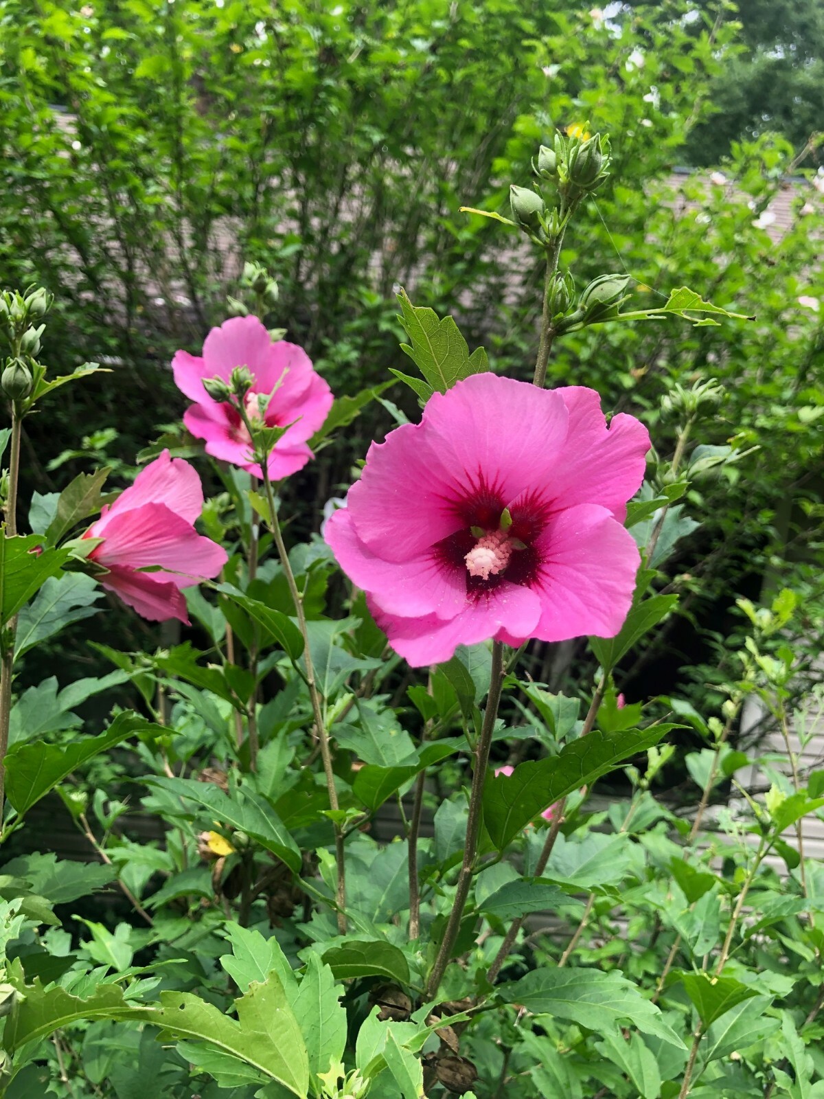(Rose Of Sharon) Hibiscus Live Plant with Roots