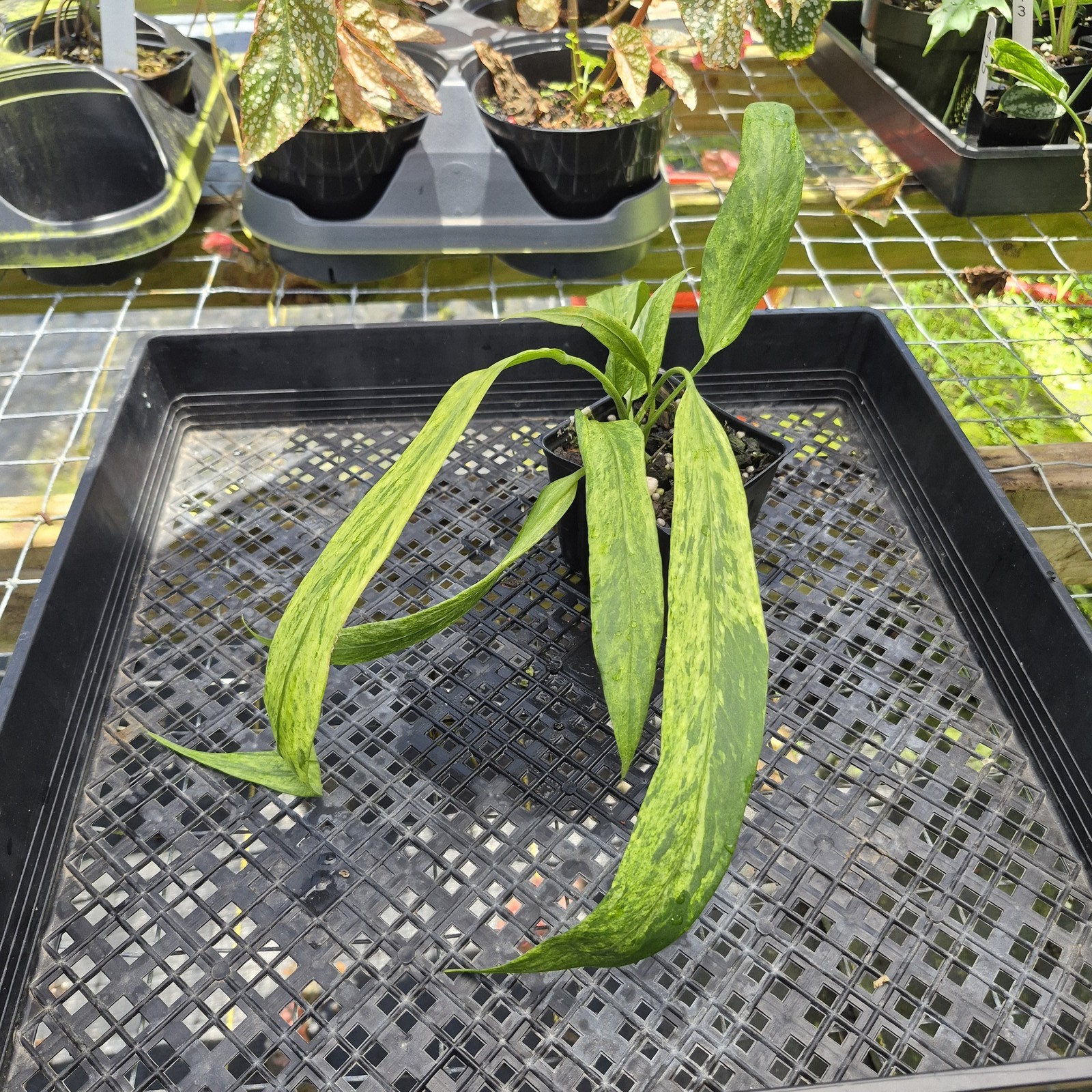 Anthurium Vittarifolium , Exact Plant Variegated Ships Nationwide