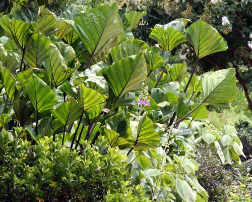 Tea Cup – Colocasia esculenta- Elephant Ear – SMALL ROOTED STARTER Plant