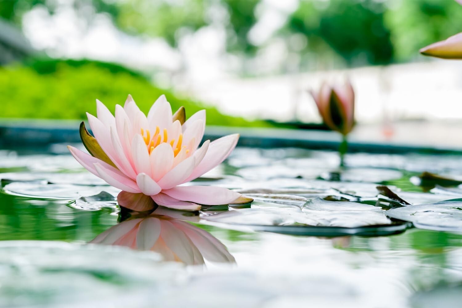 60 Pcs Mix Bonsai Bowl Lotus Seeds Water Lilys Flower Plant Lotus Seeds