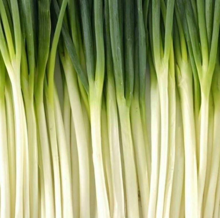 TOKYO LONG WHITE BUNCHING ONION SEEDS 200+ VEGETABLE GARDEN salad FREE SHIPPING