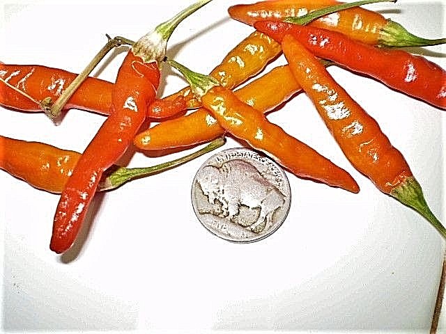 Naga Inferno HOTT chili pepper seeds non-gmo heirloom #6 HOTTEST PRODUCTIVE COOL
